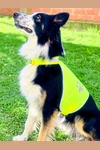 Stretchy Hi-Vis Safety Vest For Dogs Buenos Aires